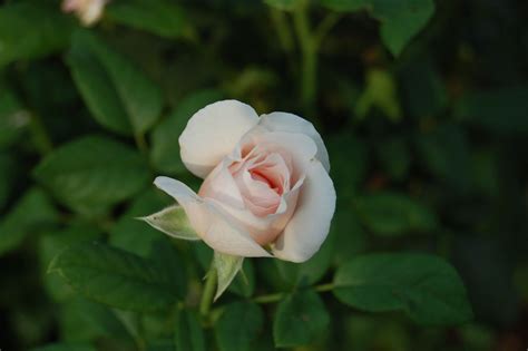 Jeannie's Fairy Rose Louisiana Garden: Beautiful Heritage Roses