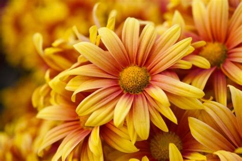 17 Best Annual Fall Flowers to Plant - The Gardening Dad