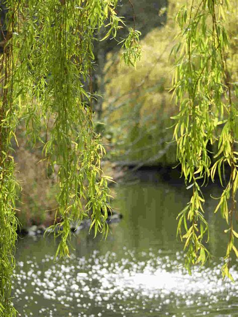 Willow Tree Symbolism and Meaning: The Ultimate Guide - SimplyBeyondHerbs