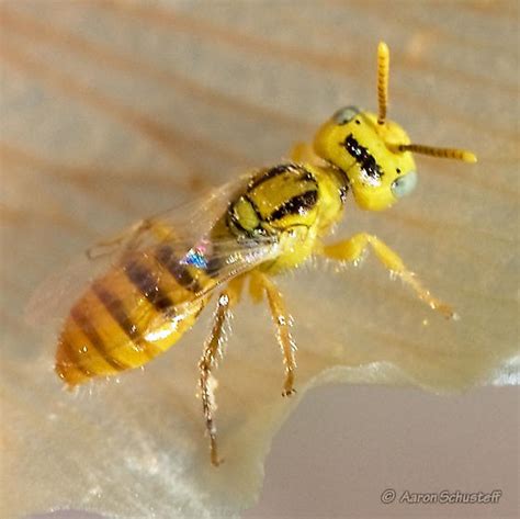 Small Yellow Bee? - Perdita bicuspidariae - BugGuide.Net