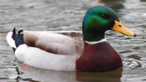 Mallard Duck Call Sound - YouTube