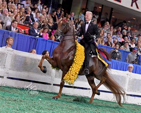 Nys Fair Horse Show Schedule For 2024 - Kelli Alexandrina