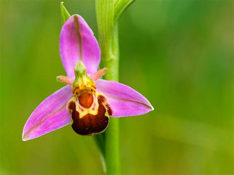 Plants that Can do What? | Orchids, Bee images, Plants