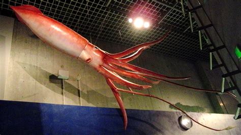 File:Giant Squid Replica.jpg