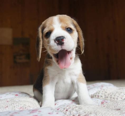 Beagle breeders/Beagle breeders near me/Beagle breeder