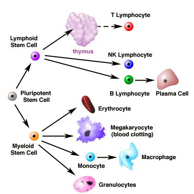 Introduction to Immunology Tutorial