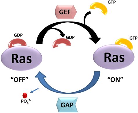 Frontiers | The Ras Superfamily of Small GTPases in Non-neoplastic ...