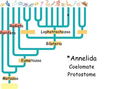 Eumetazoa ~ Detailed Information | Photos | Videos