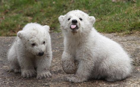 Baby polar bears in Munich - Photos - Baby polar bears make their ...