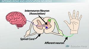 Types of Neurons | Afferent, Efferent & Others - Lesson | Study.com