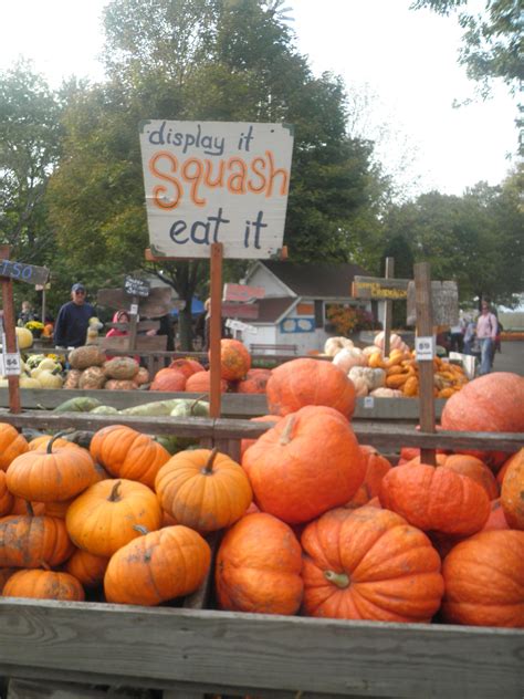 Pin on Fall Pumpkins