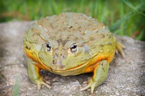 Amazing and Interesting Facts about Goliath frog you may know