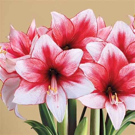 Growing Hippeastrum Amaryllis Bulbs ~ Beautifull Flower