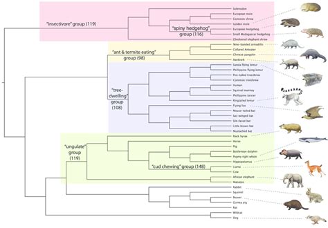 Polyphyletic ecomorphology groups. Polyphyletic ecomorphology groups ...