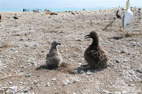 Free picture: albatross, nesting