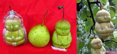 Buddha Shaped Pears - Neatorama