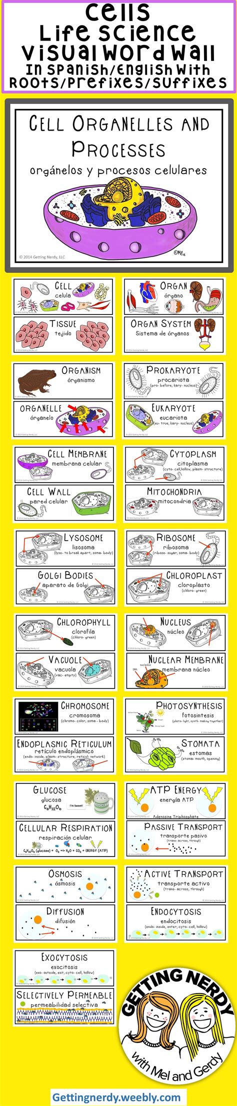 Cells, Cell Processes and Characteristics of Living Things - Word Wall ...