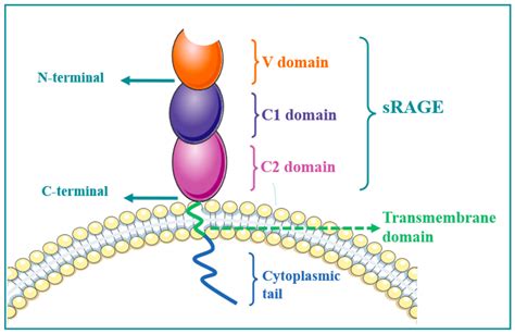 Molecules | Free Full-Text | Receptor for Advanced Glycation End Products (RAGE): A Pivotal Hub ...