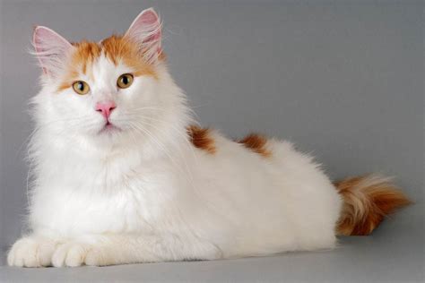 Turkish Van Breed Profile - Cat-World