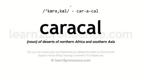 Pronunciation of Caracal | Definition of Caracal - YouTube