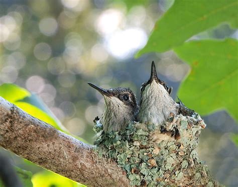 10 Adorable Pictures of Baby Hummingbirds - Birds and Blooms