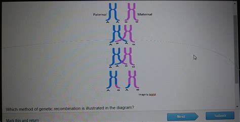 Which method of genetic recombination is illustrated in the diagram? a. crossing over b ...