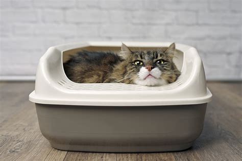 How to Prevent Cat From Pooping Outside of Litter Box - Malakai-has-Freeman