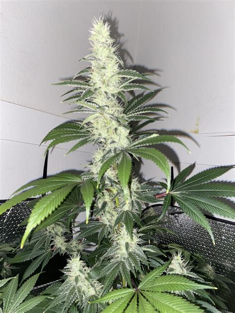 5 weeks flowering 5 females how we looking | Grasscity Forums - The #1 Marijuana Community Online