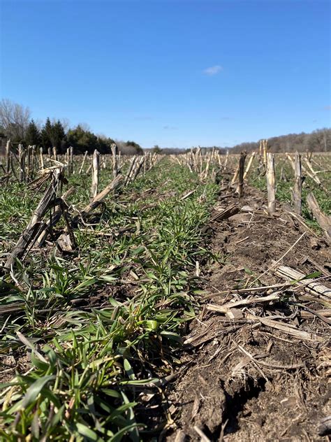 Cover Crops: Winter Cereal Rye Offers Soil Health Benefits, Forage ...