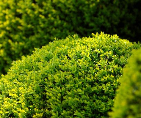 Pruning Evergreen Shrubs and More | N.C. Cooperative Extension