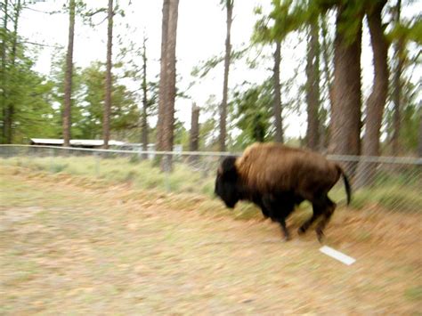 Buffalo Running