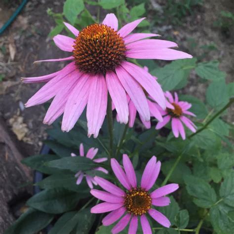 Echinacea Purpurea – Love of Dirt