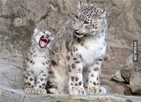 Snow leopard cub practicing his roar - 9GAG