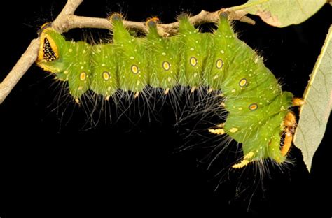 imperial moth - Eacles imperialis imperialis (Drury, 1773)