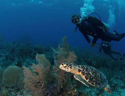 Scuba diving in the Cayman Islands is a beautiful underwater experience.