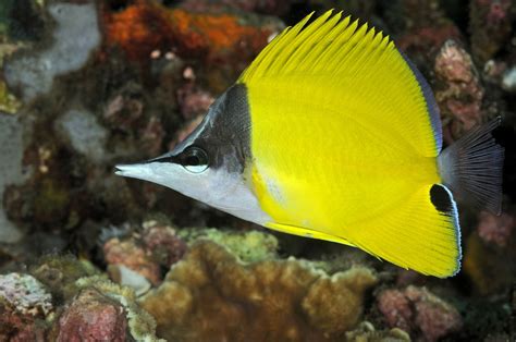 Yellow Longnose Butterflyfish Fish Breed Profile