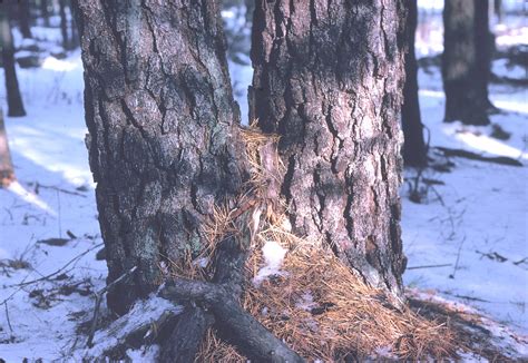 Pinus rigida (pitch pine): Go Botany