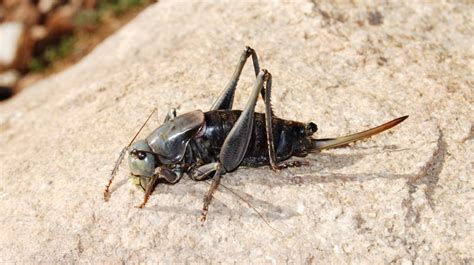 Mormon Cricket Infestation Terrorizes Nevada Residents - Men's Journal