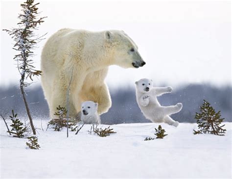 Polar Bears Picture | Tracking Newborn Polar Bear Cubs in the Arctic Tundra - ABC News