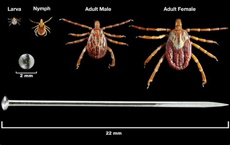 How to Identify Tick Bites | Tick Bite Pictures | IGeneX Tick Talk (2022)