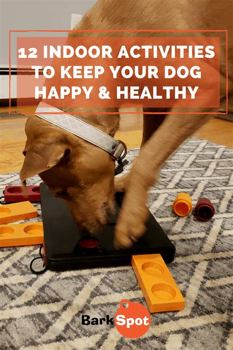 12 Indoor Activities To Keep Your Dog Happy On Rainy Days | Dog ...