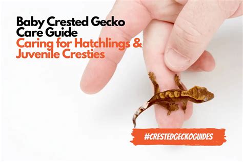 Baby and Juvenile Crested Gecko Care (With Shopping List)