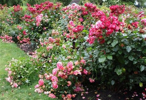 15 Gorgeous Varieties of Floribunda Roses to Adorn Your Garden