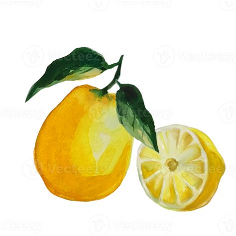 lemon watercolor illustration 8877997 PNG