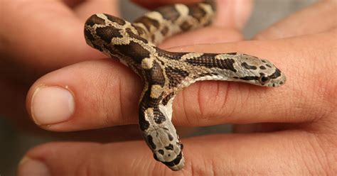 Rare two-headed snake found in Texas yard