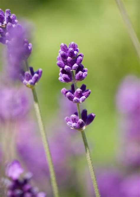 Lavender Flower Close-up Free Stock Photo - Public Domain Pictures