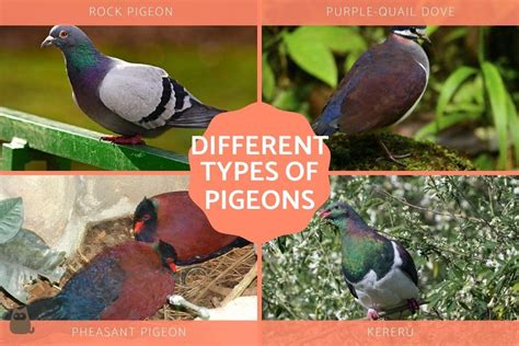 Pigeon Breeds With Pictures And Names - Infoupdate.org