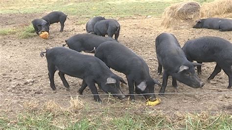 Mulefoot hogs making a footprint in family’s farm-to-fork operation | KTVO