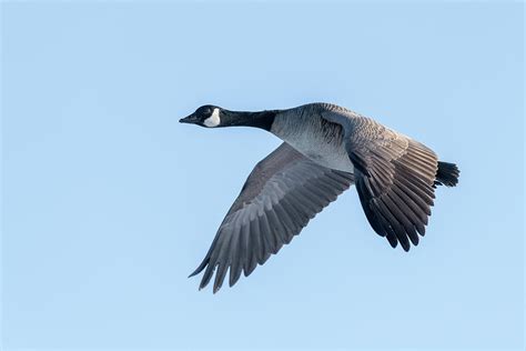 Canada Goose in Flight Photograph by Christina Stobbs - Pixels