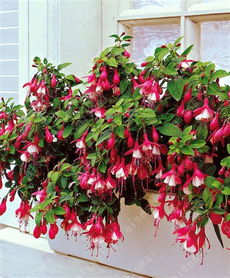 bonsai Fuchsia plants lantern flower indoor balcony bonsai flower for ...